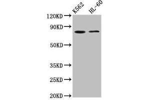 Western Blot Positive WB detected in: K562 whole cell lysate, HL60 whole cell lysate All lanes: LPO antibody at 5. (LPO (AA 81-190) antibody)