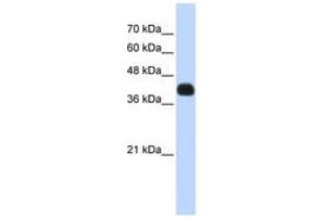 Image no. 1 for anti-ISL LIM Homeobox 2 (ISL2) (N-Term) antibody (ABIN6740633) (ISL2 antibody  (N-Term))