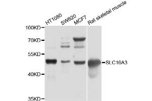 Western blot analysis of extracts of various cell lines, using SLC16A3 antibody (ABIN4905178) at 1:1000 dilution. (SLC16A3 antibody)
