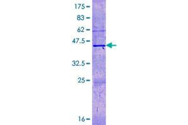 Histone H3.3C Protein (H3F3C) (AA 1-135) (GST tag)