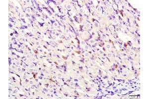 Paraformaldehyde-fixed, paraffin embedded mouse stomach tissue, Antigen retrieval by boiling in sodium citrate buffer(pH6) for 15min, Block endogenous peroxidase by 3% hydrogen peroxide for 30 minutes, Blocking buffer (normal goat serum) at 37°C for 20min, Antibody incubation with Rabbit Anti-DNase II Polyclonal Antibody, Unconjugated  at 1:400 overnight at 4°C, followed by a conjugated secondary and DAB staining