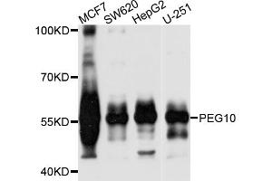 Western blot analysis of extracts of various cell lines, using PEG10 antibody (ABIN1874096) at 1:1000 dilution.