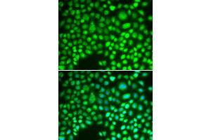 Immunofluorescence (IF) image for anti-Aprataxin (APTX) antibody (ABIN1876552)