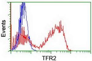 HEK293T cells transfected with either RC220060 overexpress plasmid (Red) or empty vector control plasmid (Blue) were immunostained by anti-TFR2 antibody (ABIN2455711), and then analyzed by flow cytometry. (Transferrin Receptor 2 antibody)