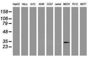 Image no. 2 for anti-Mitochondrial Translational Initiation Factor 3 (MTIF3) (AA 56-278) antibody (ABIN1491594) (MTIF3 antibody  (AA 56-278))