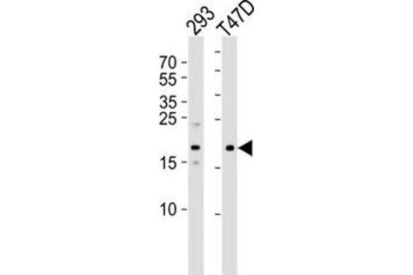 LC3C anticorps  (AA 1-30)