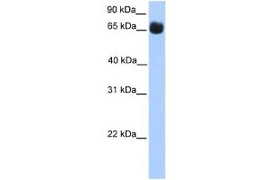 Western Blotting (WB) image for anti-Zinc Finger Protein 433 (ZNF433) antibody (ABIN2459418) (ZNF433 antibody)