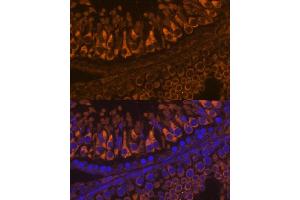 Immunofluorescence analysis of rat testis using ELSPBP1 antibody (ABIN7266993) at dilution of 1:100. (ELSPBP1 antibody  (AA 110-223))