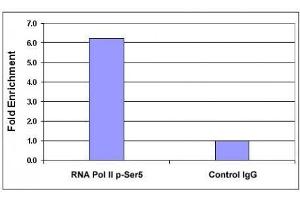 RNA pol II CTD phospho Ser5 antibody tested by ChIP analysis. (Rpb1 CTD antibody  (pSer5, Ser5))