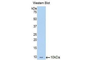 Western Blotting (WB) image for anti-Metallothionein 1 (MT1) (AA 1-61) antibody (ABIN1078312)