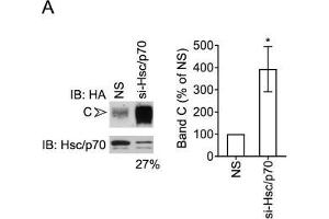 Hsc70/Hsp70 suppresses levels of mature CFTR. (HSP70/HSC70 antibody)