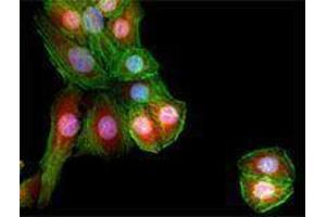 Immunofluorescence (IF) image for anti-Galectin 3 (LGALS3) (AA 151-251) antibody (ABIN2665254) (Galectin 3 antibody  (AA 151-251))