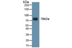 Figure. (Transferrin antibody  (AA 361-683))