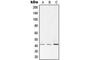Western blot analysis of PKA C alpha/beta expression in HEK293T (A), Raw264. (PKA/C alpha/beta (N-Term) antibody)