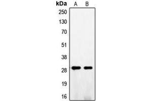 Western blot analysis of FGF5 expression in A375 (A), NIH3T3 (B) whole cell lysates.
