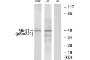 Western blot analysis of extracts from K562 cells treated with serum 20% 15' and Jurkat cells treated with EGF, using MEK1/2 (Phospho-Ser221) Antibody. (MEK1/2 antibody  (pSer222))
