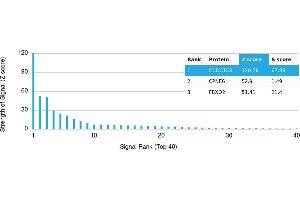 Protein Array (PAr) image for anti-Coiled-Coil Domain Containing 153 (CCDC153) antibody (ABIN7456187)