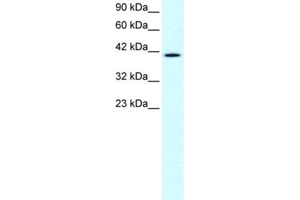 CCRN4L antibody  (N-Term)