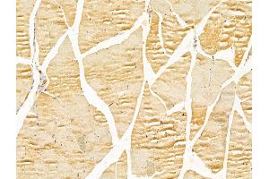 ABIN7094234 and ABIN7098281 at 1/100 staining Mouse muscle tissue by IHC-P.