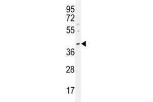 Oct3/4 antibody western blot analysis in MDA-MB231 lysate. (OCT4 antibody  (AA 265-297))