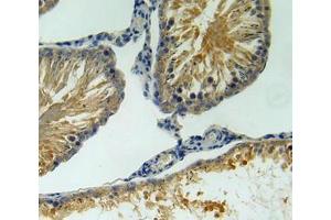 IHC-P analysis of testis tissue, with DAB staining. (BAFF antibody  (AA 45-169))