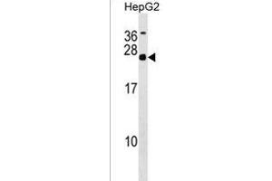 MRGBP Antibody (Center) (ABIN1538431 and ABIN2849597) western blot analysis in HepG2 cell line lysates (35 μg/lane). (MRGBP antibody  (AA 46-75))