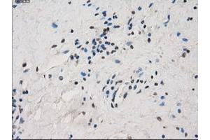 Image no. 4 for anti-Fc gamma RII (CD32) antibody (ABIN1497256) (Fc gamma RII (CD32) antibody)