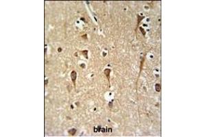 ZCH24 Antibody (C-term) (ABIN651036 and ABIN2840043) IHC analysis in formalin fixed and paraffin embedded brain tissue followed by peroxidase conjugation of the secondary antibody and DAB staining. (ZCCHC24 antibody  (C-Term))