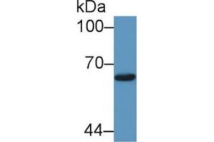 Western Blot; Sample: Human 293T cell lysate; Primary Ab: 1µg/ml Rabbit Anti-Bovine Smad1 Antibody Second Ab: 0. (SMAD1 antibody  (AA 270-465))