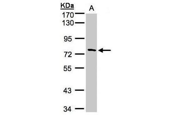 TTC30A anticorps