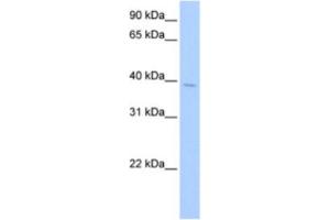 Western Blotting (WB) image for anti-serum Response Factor Binding Protein 1 (SRFBP1) antibody (ABIN2463372) (SRFBP1 antibody)