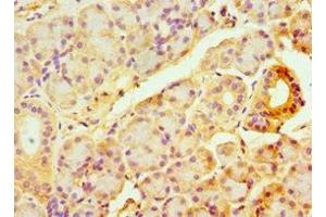 Immunohistochemistry of paraffin-embedded human pancreatic tissue using ABIN7144328 at dilution of 1:100