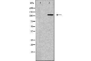 Western blot analysis of NIH-3T3 cell lysate, using BMPR2 Antibody.