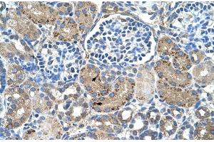 Human kidney (GLS2 antibody  (Middle Region))