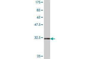 Western Blot detection against Immunogen (31. (MOGAT3 antibody  (AA 59-107))