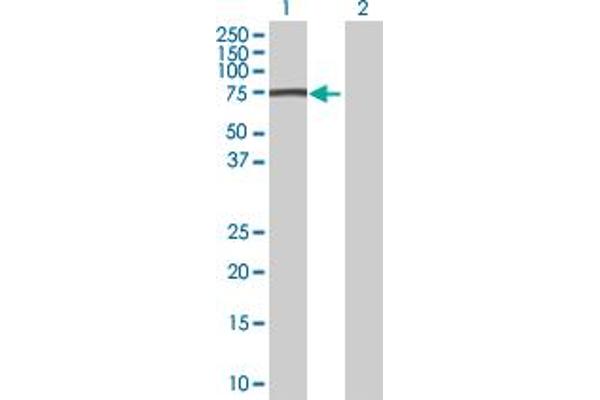 MAGEB6 antibody  (AA 1-407)