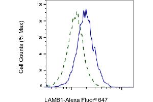 anti-Laminin, beta 1 (LAMB1) antibody