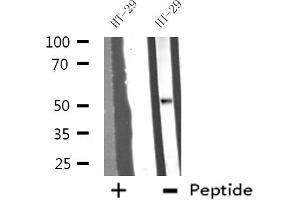 Western blot analysis of extracts from HT-29 cells, using DDX19B antibody. (DDX19B antibody  (N-Term))