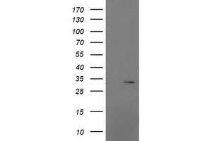 Image no. 2 for anti-Mitochondrial Ribosomal Protein S2 (MRPS2) antibody (ABIN1499562) (MRPS2 antibody)