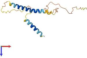 KCNE1-Like (KCNE1L) (AA 1-143) protein (His tag)