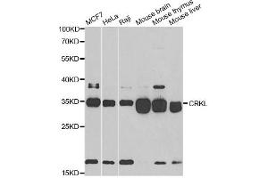 Western blot analysis of extracts of various cell lines, using CRKL antibody. (CrkL antibody)