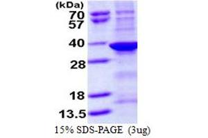 SDS-PAGE (SDS) image for Sulfatase Modifying Factor 1 (SUMF1) (AA 91-374) protein (His tag) (ABIN667612) (SUMF1 Protein (AA 91-374) (His tag))