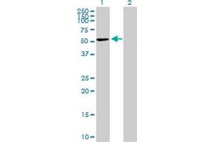 Western Blot analysis of MPND expression in transfected 293T cell line by MPND MaxPab polyclonal antibody. (MPND antibody  (AA 1-471))