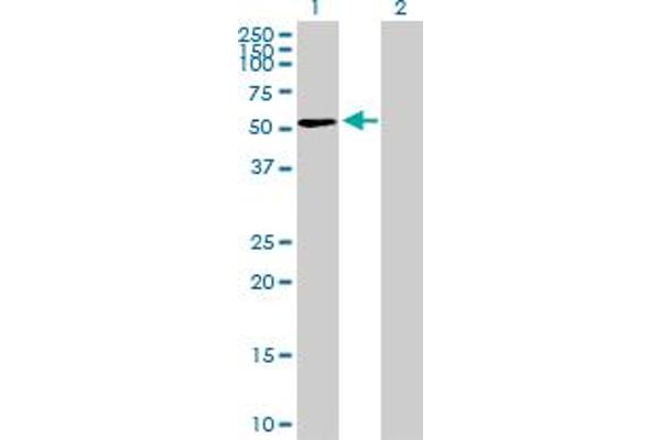 MPND antibody  (AA 1-471)