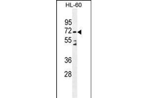 D Antibody (C-term) (ABIN655179 and ABIN2844796) western blot analysis in HL-60 cell line lysates (35 μg/lane). (DPP3 antibody  (C-Term))