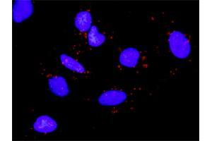 Proximity Ligation Analysis of protein-protein interactions between RPS6KA5 and EGF. (MSK1 antibody  (AA 1-802))