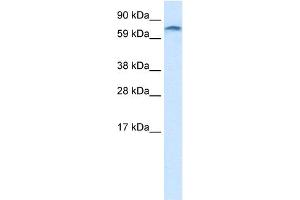 ZNF84 antibody  (C-Term)