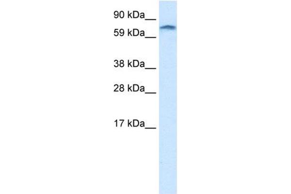 ZNF84 antibody  (C-Term)