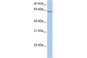 WB Suggested Anti-PCDHA4 Antibody Titration:  0. (PCDHA4 antibody  (C-Term))