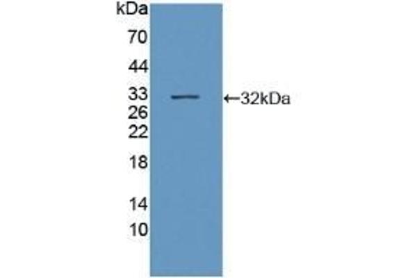 SIRT3 antibody  (AA 126-399)